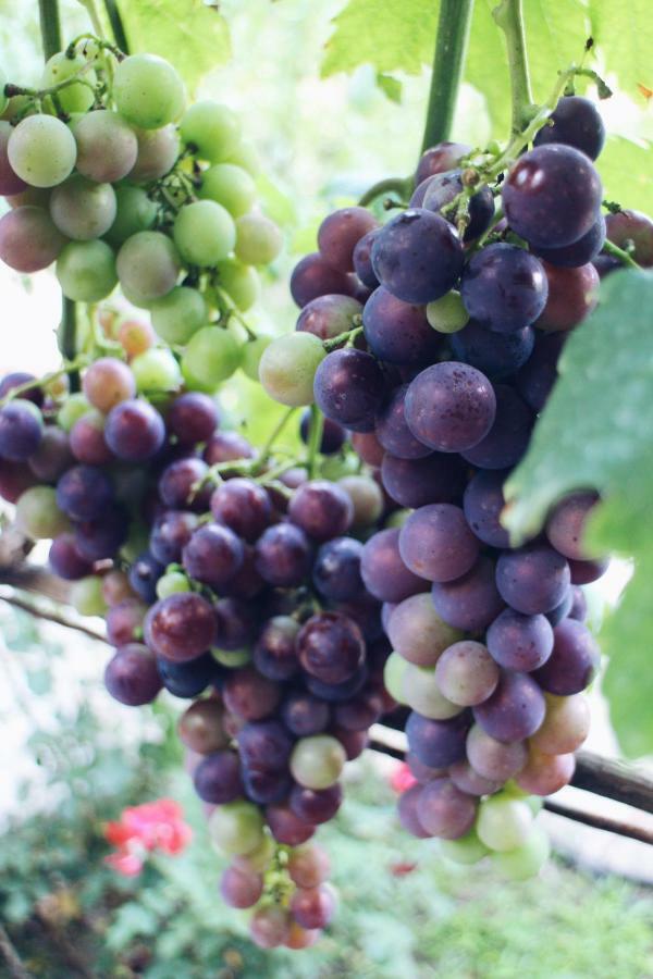 Studio And Winery Kalimut Virpazar Ngoại thất bức ảnh